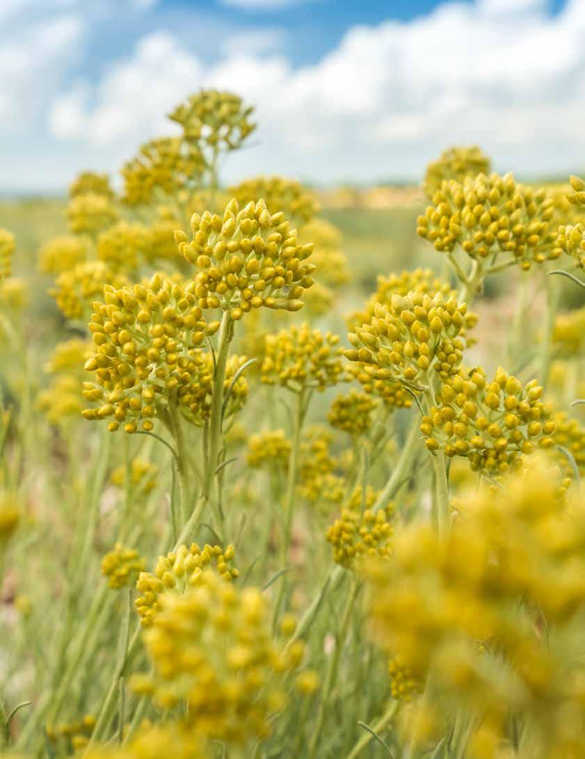 DALMATIA AROMATIC FARM SPLIT, CROATIA Dalmatia s landscape reflects its deep cultural roots and makes an ideal home for the botanical helichrysum.