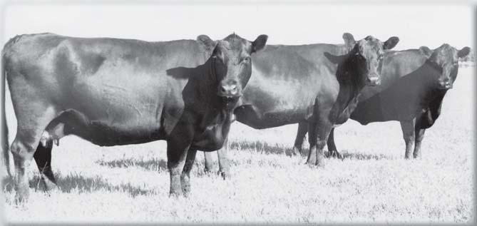 We believe high yielding genetics that can perform in the feedlot, have high cutability and grade choice