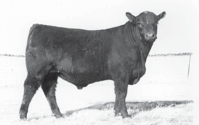 37 Baldridge Horton 75H +41.5 Marcys 98 Erica 51-8 A power bull with lots of rib, top and fleshing ability 102 660 WR: 7-103 YR: 5-103 +3.