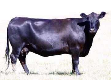 producing quality registered Angus bulls for