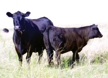 Cattle must be deep, stout, long and full of muscle.