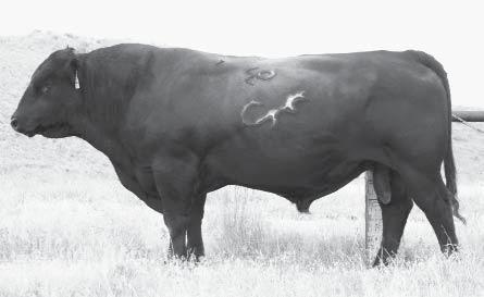The Freightliner blood is well known for great females with beautiful udders.