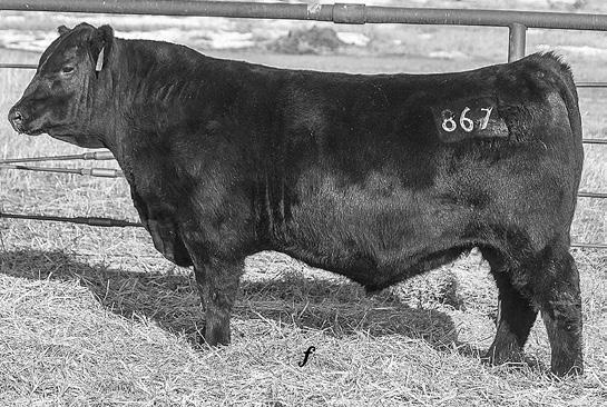 867 EVENSON COWBOY UP 867 Tattoo: 867 DOB: 2/17/18 Reg. # 19271934 CED +5 SIRE: HA COWBOY UP 5405 Birth +2.