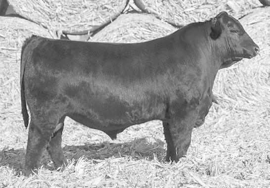 G REFERENCE SIRES Baldridge Compass C041 AMF-CAF-DDF-M1F-NHF-SHF-OSF Gen: HD50K EF COMPLEMENT 8088 EF COMMANDO 1366 RIVERBEND YOUNG LUCY W1470 STYLES UPGRADE J59 BALDRIDGE ISABEL Y69 BALDRIDGE ISABEL