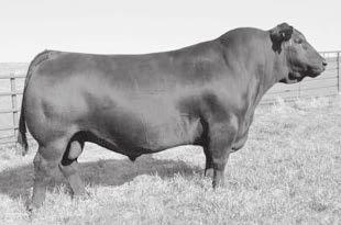 Reference Sires S A V Resource 1441 Bull Tattoo: 1441-B11 Reg Number: +17016597 # DOB: 01/07/11 R R RITO 707# RITO N BAR ERISKAY OF ROLLIN ROCK 3 RITO 707 OF IDEAL 3407 7075 IDEAL 3407 OF 1418 076