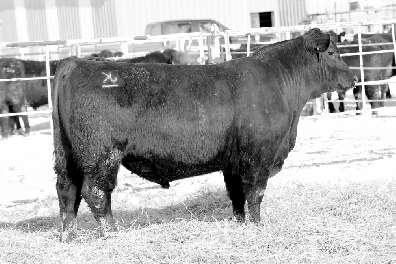 GDAR CJD BLACKCAP LADY 9774 KG 5594 TRAVELER 3020 GDAR MISS BLACKBIRD 5440. 5 100 30.47.21 6.9 $Beef 126.21 Unique pedigree on this light birth high performance herd bull prospect.