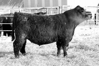 SVF TRAVELER 234D # GDAR PAMELA EVER 6433 # -.5 6 113 27 1.07.03 77.2 $Beef 139.61 Highest IMF in the sale with a ratio of 175.