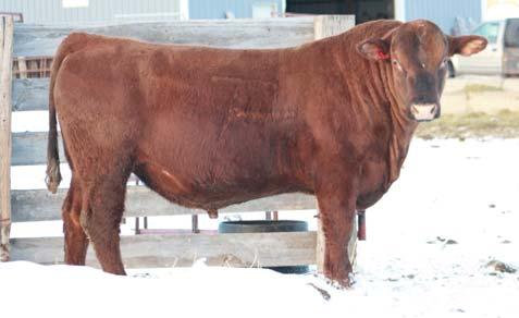 2-Year-Old Red Angus Bulls 34 TBS WIDE PRINCE 9037 4/20/09 1339492 1A 100% 106.