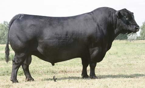 Angus Reference Sires N SMB BLACK LAND 8013 3/12/08 16243999 TWIN VALLEY PRECISION E161 [NHC-AMF-CAF-RDF] BR MIDLAND [AMF-CAF-NHF] BR ROYAL LASS 7036-19 MS WIDE FAME 13 OF SMB MS SMB WIDESPREAD 9605