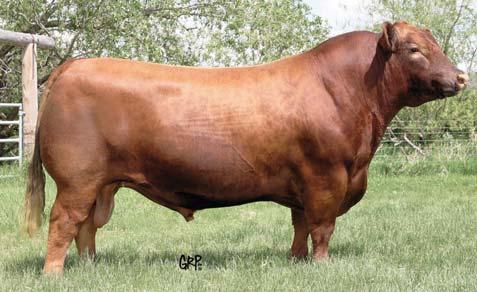 Red Angus Reference Sires B 3/14/02 862610 1A 100% 100 2 D TBS COPPER VAQUARO 7032 3/17/07 1196150 1A 100% 100.