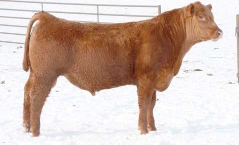 Yearling Red Angus Bulls 1 TBS PRINCE CAN 0268 3/24/10 1396246 1A 100% 106.