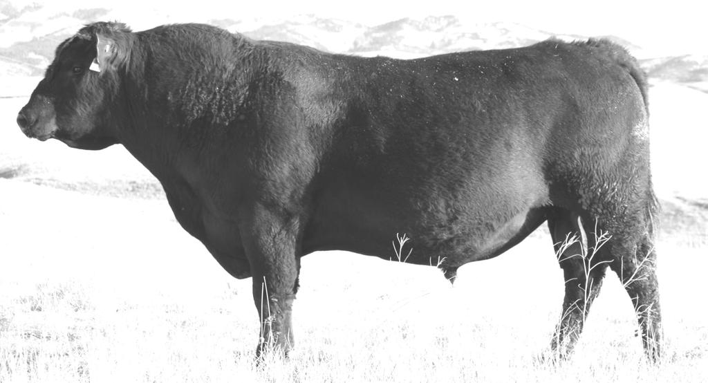 BIRTH -.4 WEAN +46 MILK +25 YRLG +90 MARB +.42 REA +.44 $B +60.91 Annual Spring Bull Sale Sale Reference Sires SIRE: by DAM: by SEMEN AVAILABLE Rm Sequel 8535 has big shoes to fill.