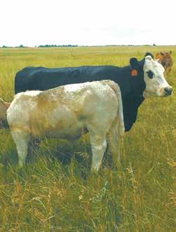 CharX: America s Favorite Feeder On America s predominately Angus and British based commercial cow herd, the Continental Cross of a Charolais Bull is the unsung hero of today s beef industry.