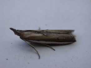Both the punctalis species were taken at Hythe in June - Synaphe punctalis on the 16th/17th and the more notable Dolicharthria