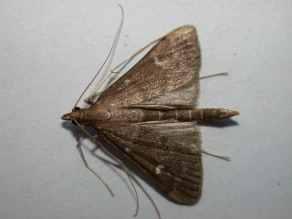 The latter species is mainly known in Kent from the shingle expanse of the Dungeness peninsular, but might be found to extend as far