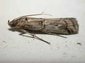 A semirubella was caught at Hythe on 21st/22nd July, and two examples of genistella were trapped at Hythe on 15th/16th July and