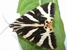 Highlight of the year was a superb Jersey Tiger caught at Hythe on the 10th/11th August (photo).