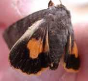 Jersey Tiger Hythe 10th/11th August Tree-lichen Beauty Folkestone 3rd/4th August Langmaid's Yellow Underwings Hythe early August 2004 There were four