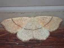 December Moth Hythe 22nd/23rd Nov Maiden s Blush Hythe 26th/27th May Least Carpets were noted at Hythe on 16th/17th June (photo) and 21st/22nd July (2).