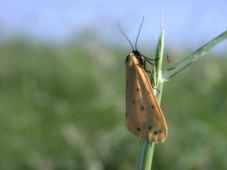 After an early report from Samphire Hoe on 11th/12th May, Dew Moths were seen at Abbotscliffe in small numbers between 23rd May and 8th June (photo).