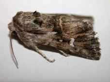 A White-line Dart was taken at Hythe on the 16th/17th July and a Light Feathered Rustic was a notable record at Hythe on the 19th/20th May (photo). A Gothic was recorded at Hythe on 16th/17th July.