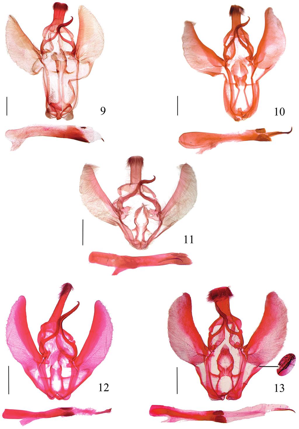 Review of the genus Locastra Walker, 1859 from China... 109 Figures 9 13. Male genitalia of Locastra spp. 9 L. nigrilineata sp. n. paratype, slide No. RH15425 10 L. subtrapezia sp. n. paratype, slide No. RH16457 11 L.