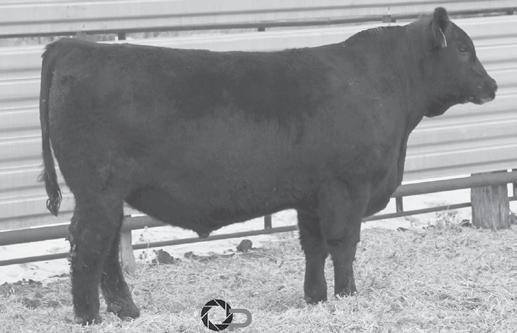 Yearling Angus Bulls 1 ROTH CAPITALIST 830 01/10/18 Reg# 19347145 Tattoo: 830 #S A V FINAL ANSWER 0035 #Connealy Capitalist 028 PRIDES PITA OF