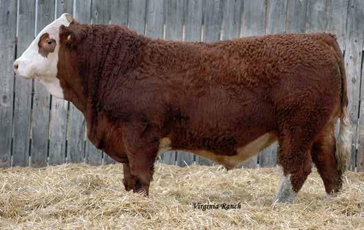He consistently sired calves just like these two siblings; with muscle shape, soundness and deep ribbed.