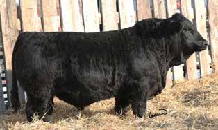 2 85.4 25.8 M 5.6 31 M 53.9 Polled Purebred 1/3 Fleckvieh Courtnall is a powerful bull who is as good as his ½ brother Monahan. Buy both of these bulls and have a unified group of calves in the fall.