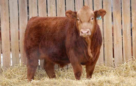 BAR CL MR 38F 70 POLLED - REG# CA-PG1258782 - TATTOO CLL 38F - DOB FEBRUARY 11, 2018 MRL DISCOVERY 21A SKORS DISCOVERY 113D SKORS MONACO 117Z SKORS KING RANCH 287Z MISS BARCL 38C TWIN-CHIEF CAMEO