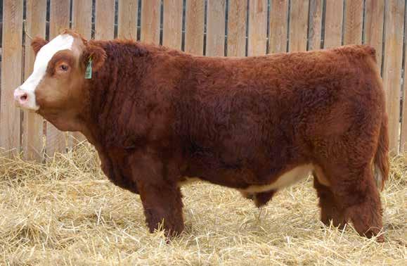 HARVIE RED SUMMIT GROUP Red Summit is a bull I used to AI, on some proven red cows. He has lots of calving ease and a proven record for lower birth weights, but he doesn t give up anything on growth.