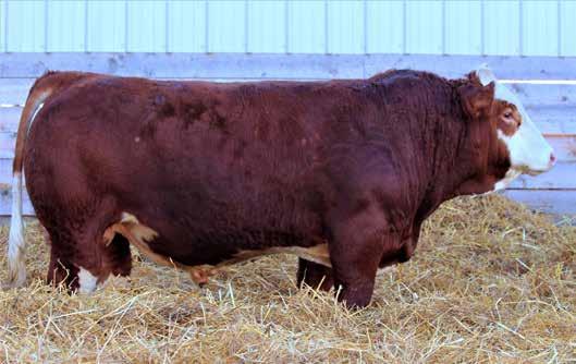 CLEARWATER SIMMENTALS Clearwater Simmentals Chad & Shelley Smith 403-556-6933 Cell: 403-586-4714 clearwatersimmentals@gmail.com clearwatersimmentals.