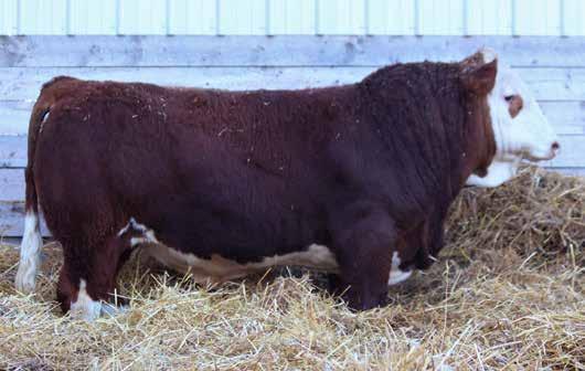 This is our 6th year selling bulls and we feel this is our strongest set of bulls to date. We are proud to offer up the first sons of Duke this year.