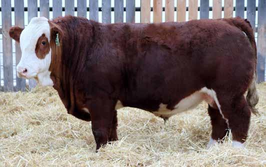 Fred is going to leave you some excellent replacement females. He has two full brothers working in purebred herds: HMR Simmentals and Stone Creek Farms. There is lots of maternal power here.