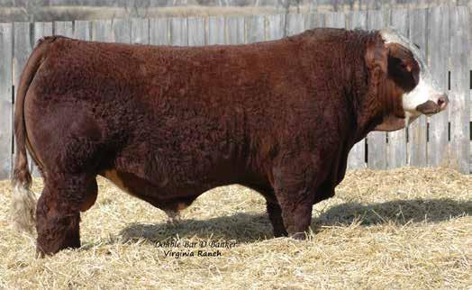 VIRGINIA RANCH Virginia Ranch is proud of our offering for the 15th Annual Spectrum Bull sale. We feel we have a bull that will fit in to most programs.