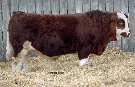 1 VIRGINIA RANCH Full Fleckvieh Brodeur is a meaty bull that walks out nicely. We bought his dam from Starwest Farms at the National Trust sale when it was held in Brandon, MB.
