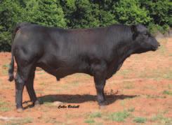 32 a really fancy Shock and Awe daughter written by someone at Gonsior Simmental in Nebraska. The API 108 footnote said the industry had missed this bull and I agree whole heartedly.