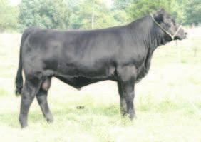 He is very stout, REA 0.58 very long and very wide from end to end. In addition to his top 2% WW and YW EPDs.