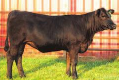 Jokers Queens progeny have been among the sale toppers and went on to work and CE 8 BW 0.3 WW 30 YW 54 MCE 11 MM -4 MWW 11 Marb 0.18 REA 0.26 API 114 be profitable for many breeders.