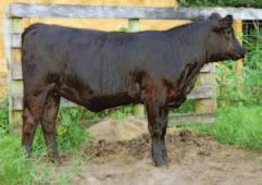 A heifer on a wide base with internal dimension and has the parts to be a superb breeding piece for the future. Also, you cant deny the production ability of a Dream On daughter out a great family.