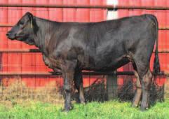 planned on keeping because of her name says it all. Welshs Dew It Right on top of 600U is a brood cow in the making or possibly a junior project. Great EPDs with a 114 API.