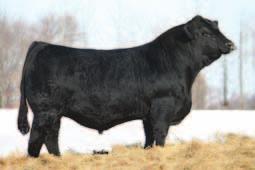 K715 K715 BW: 79 WW: 576 Charlie s Angel Y147 is representing these Angus greats: N-Bar Emulation EXT, Leachman Right Time, Hyline Right Time 338, Simmental power house Circle S CE 9 BW 3.