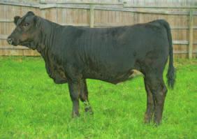 TNC Ms Black Star Z1 Cow-calf Pairs.