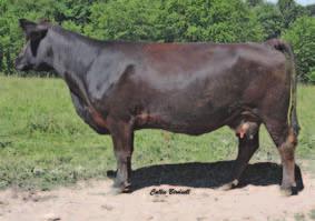 Black Star s dam was the highest selling heifer that we purchased from Jim & Betty Bosly, Buena Vista Simmental,in the 2006 Fall Harvest sale.
