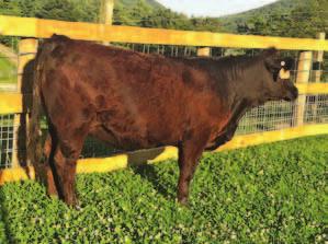 Her dam is out of the legendary B80 cow and a maternal sib to another legendary cow CE 10 BW -1.2 WW 51 YW 64 MCE 12 MM 28 MWW 53 Marb 0.04 REA 0.43 API 106 H25.
