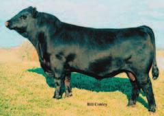 Dream On L186 CNS Sheeza Dream K107W SVF/NJC Mo Better M217 Ritchey s Molly Mo Anvil Acres Molly BW: 78 Mo Molly is a calving ease specialist who also boasts impressive growth numbers.