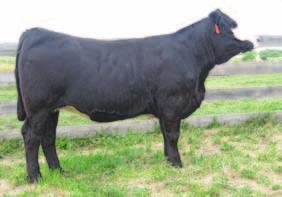 12 REA 0.69 API 92 Livestock Semen catalog from Canada. His YW was 1,490 lbs. She is bred to SS Ebonys Grandmaster the most sought bull in America in 2011 with API of 137. De to calve Oct. 22nd.