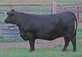 60Y sells bred to SVF Starbucks. We bred her to Starbucks after seeing several of his calves at Sewell farms where he was the Senior herdsire.