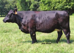 1 WW 51 YW 76 MCE 13 MM 31 MWW 57 Marb 0.08 REA 0.76 API 121 heifer is a little older but she was a spring born heifer that I intended to roll into my fall calving program.