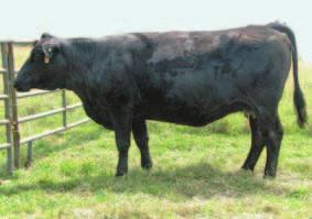 Don t miss out on this cow on sale day! CE 6 BW 3.1 WW 56 YW 78 MCE 6 MM 24 MWW 51 Marb 0.14 REA 0.